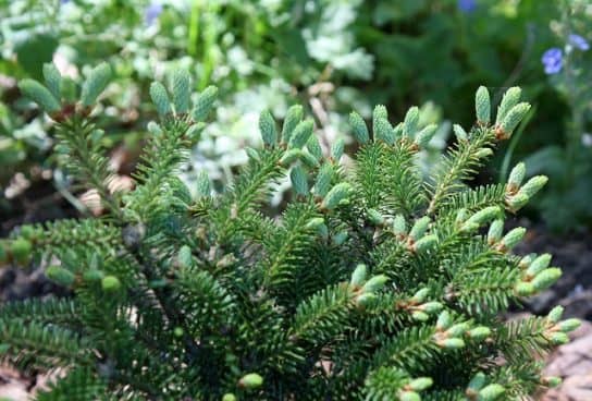 Abeto bals&acirc;mico