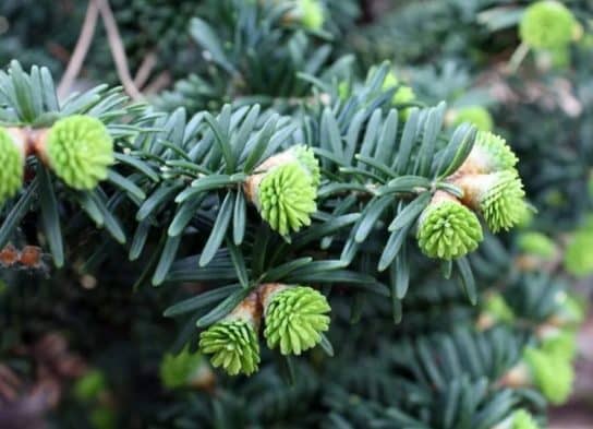 Abeto bals&acirc;mico