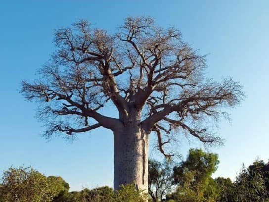&Aacute;rvore baob&aacute;