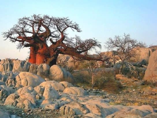 &Aacute;rvore baob&aacute;