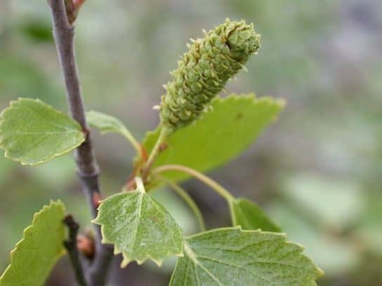 Shoots of fluffy birch Fluffy birch