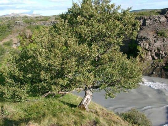 Fluffy birch - crown shape Fluffy birch