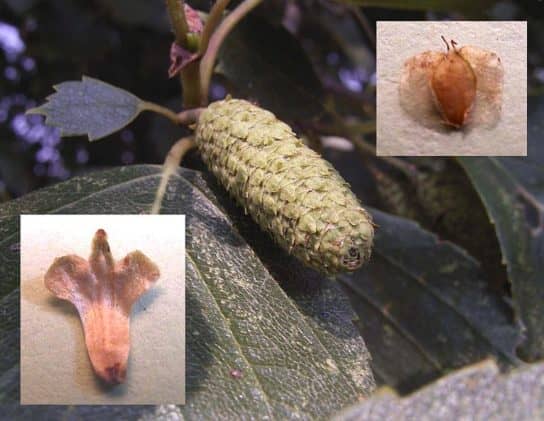 Fluffy birch - fertile catkins Fluffy birch