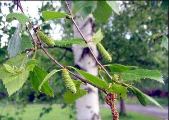Fluffy birch - breeding methods Fluffy birch