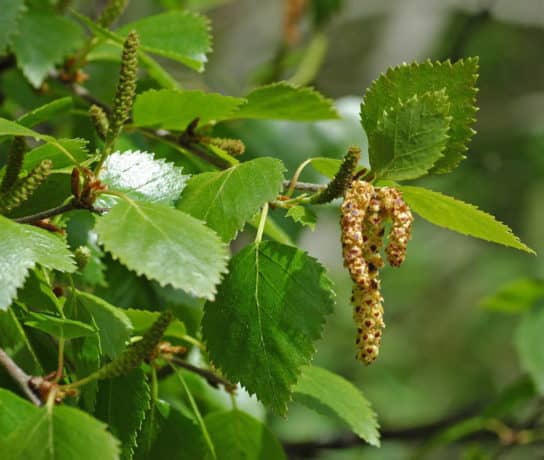 Fluffy birch tree - characteristic Fluffy birch