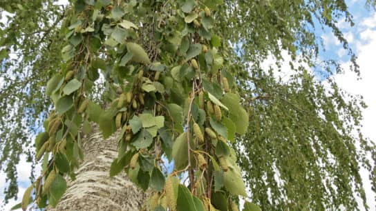 Height of fluffy birch Fluffy birch
