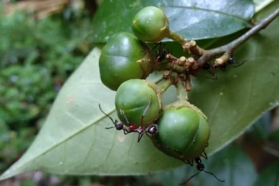 Chirik sanango – medicinal plant of South America