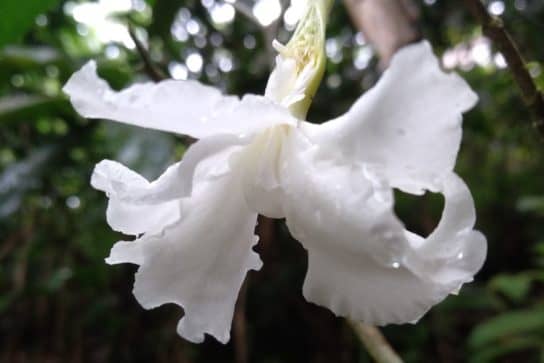 Chirik sanango – medicinal plant of South America