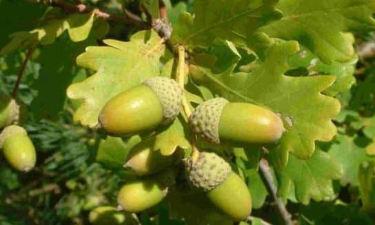 Roble pec&iacute;olo