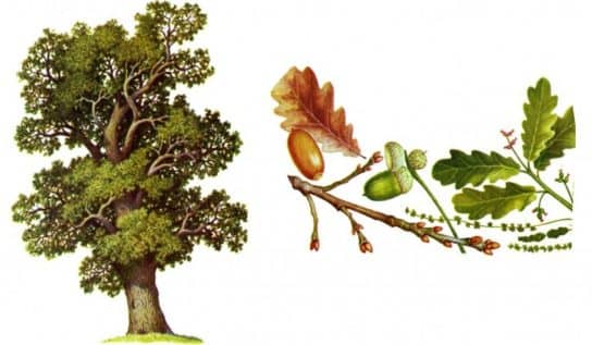 Roble pec&iacute;olo