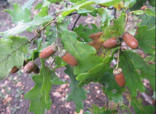 Roble pec&iacute;olo