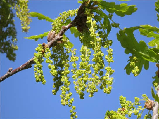 Roble pec&iacute;olo