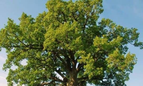 Roble pec&iacute;olo