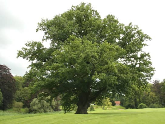 Roble pec&iacute;olo