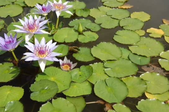 Blue lotus - where it grows Blue lotus
