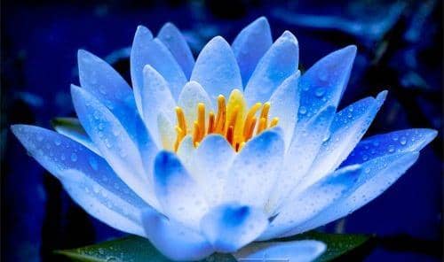Blue lotus - psychoactive substances Blue lotus