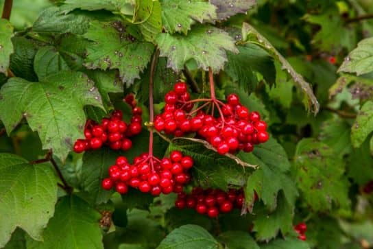 Planta comum Viburnum - aplicação Viburnum comum
