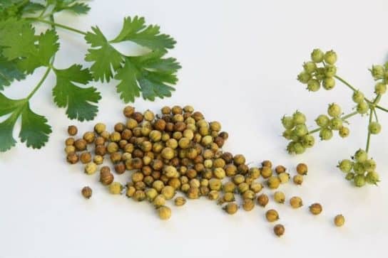siembra de cilantro - descripción Sembrando cilantro