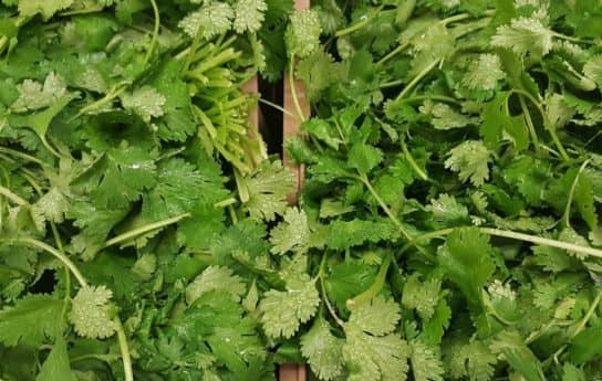 donde crece el cilantro Sembrando cilantro