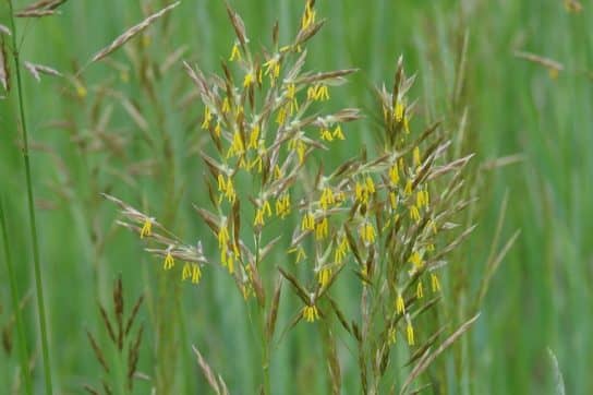 Cultures fourrag&egrave;res de plantes
