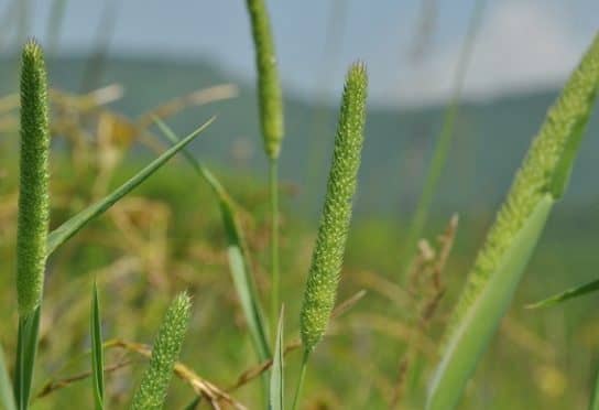 Cultures fourrag&egrave;res de plantes
