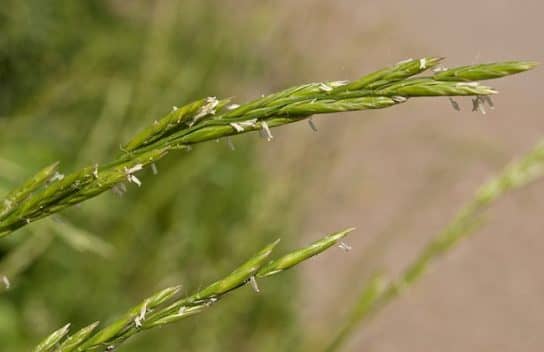 Cultures fourrag&egrave;res de plantes