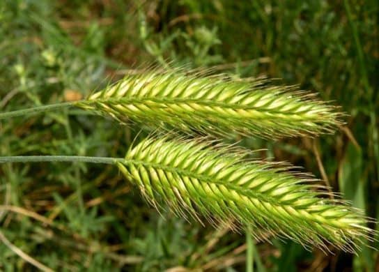 Cultures fourrag&egrave;res de plantes