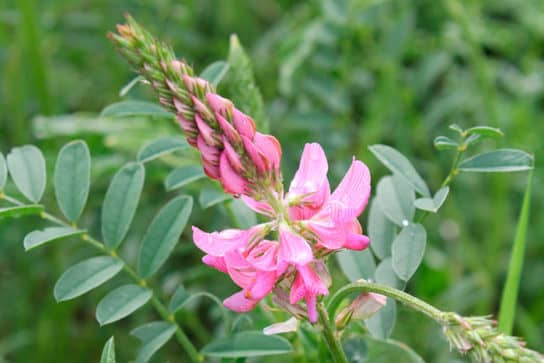 Cultures fourrag&egrave;res de plantes