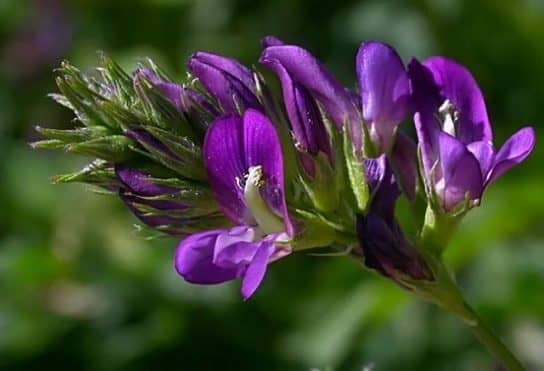 Cultures fourrag&egrave;res de plantes