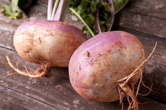 Cultures fourrag&egrave;res de plantes