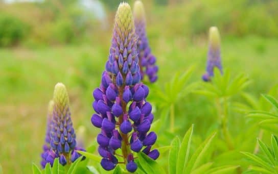 Cultures fourrag&egrave;res de plantes