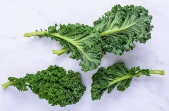 Cultures fourrag&egrave;res de plantes