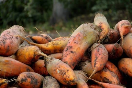 Cultures fourrag&egrave;res de plantes