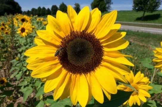 Cultures fourrag&egrave;res de plantes