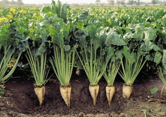 Cultures fourrag&egrave;res de plantes