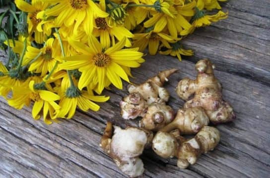 Cultures fourrag&egrave;res de plantes