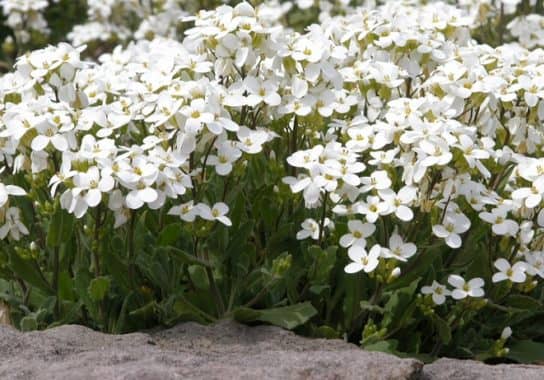 Plantes crucif&egrave;res (chou)