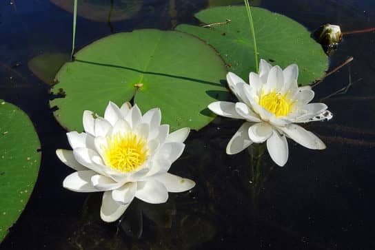 N&eacute;nuphar blanc