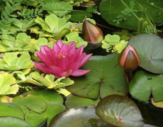 Nénuphar rouge