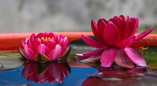 Nénuphar rouge