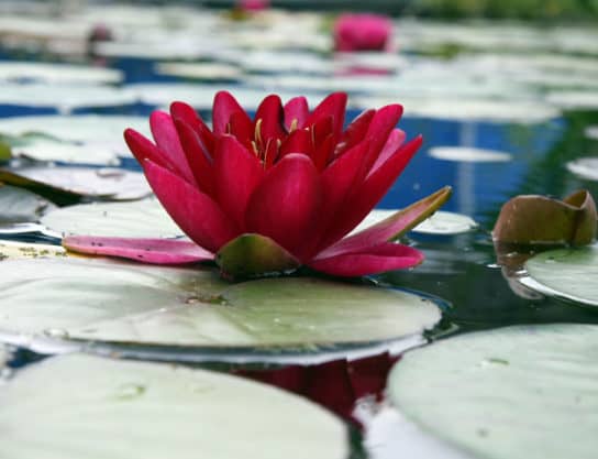 Nénuphar rouge