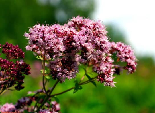 Plantes m&eacute;dicinales de Russie