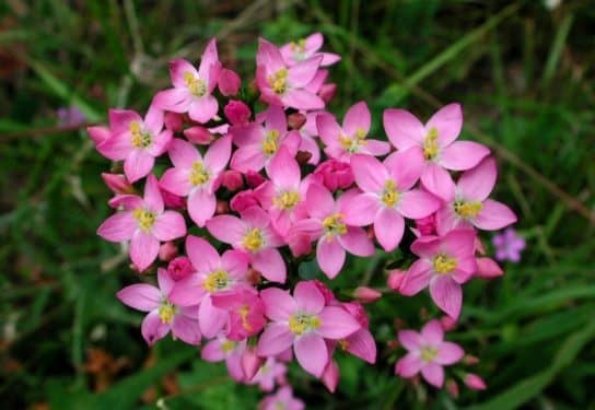 Plantes m&eacute;dicinales de Russie
