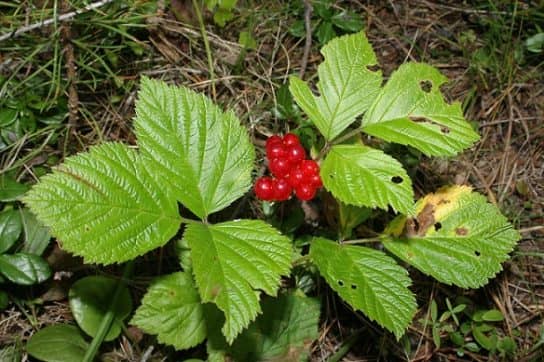 Plantes m&eacute;dicinales de Russie