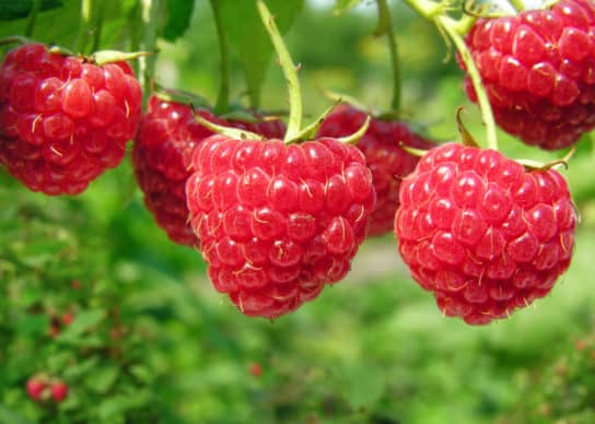 Natureza da Rep&uacute;blica Komi