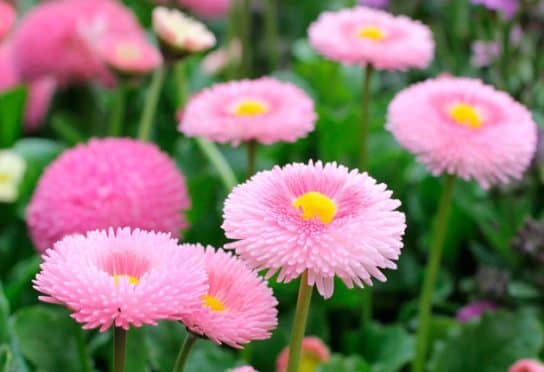 Plantes composites (aster)