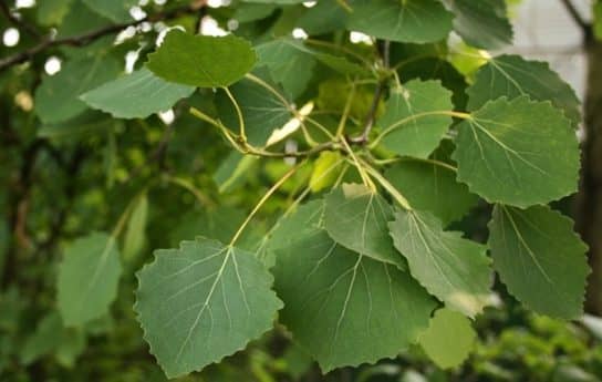 Plantes m&eacute;dicinales de Russie