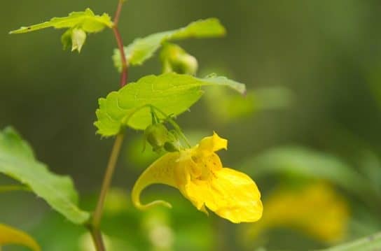 Plantes m&eacute;dicinales de Russie