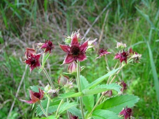Plantes m&eacute;dicinales de Russie