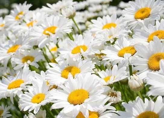 Plantes composites (aster)